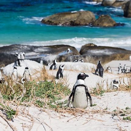 Boulders beach