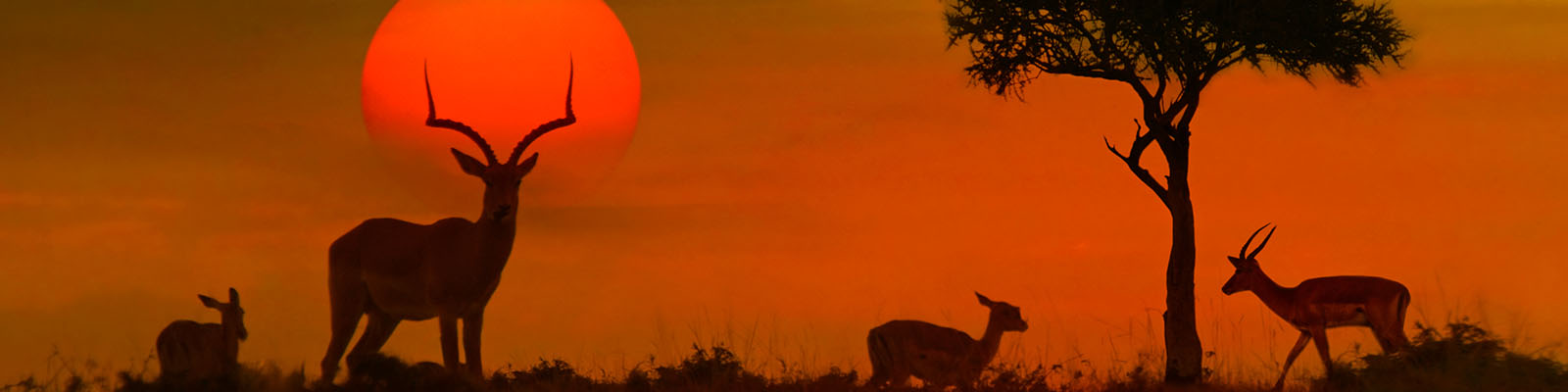 Kenyan savannah