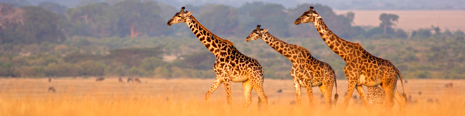 Giraffes